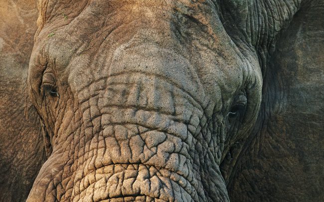 Slon africký (Loxodonta africana), Národný park Kruger, Južná Afrika