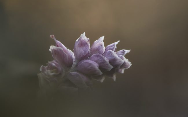 Common toothwort (Lathraea squamaria), Great Rye Island, Slovakia