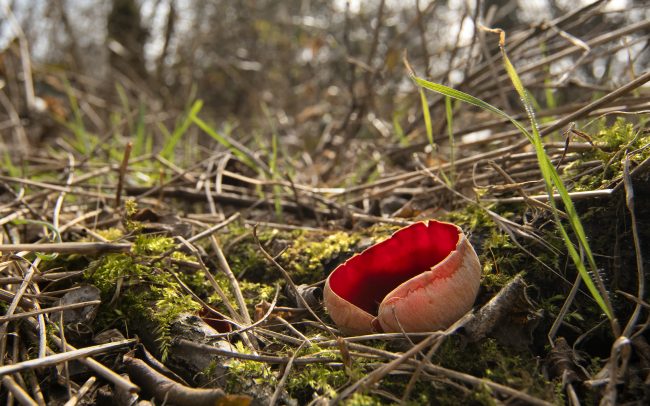 Scarlet elf cup (Sarcoscypha coccinea), Great Rye Island, Slovakia