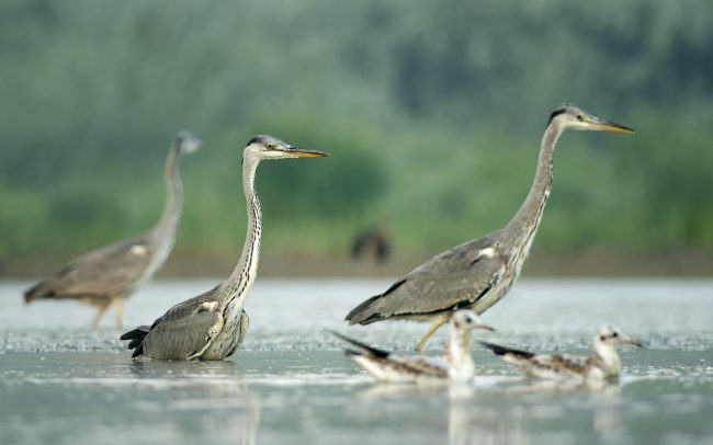 Volavka popolavá (Ardea cinerea), CHKO Dunajské luhy, Žitný ostrov