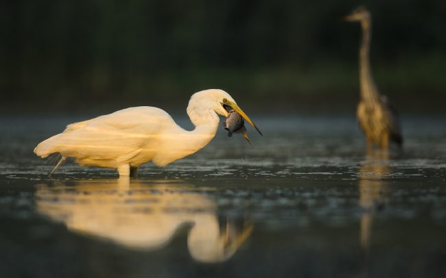 Volavka biela (Egretta alba), CHKO Dunajské luhy, Žitný ostrov