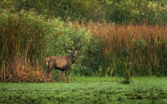 Red Deer (Cervus elaphus), Boronka-melléki Protected Landscape Area, Hungary