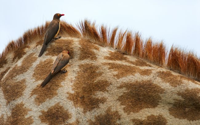 Kľuváč červenozobý (Buphagus erythrorhynchus), Národný park Kruger, Južná Afrika