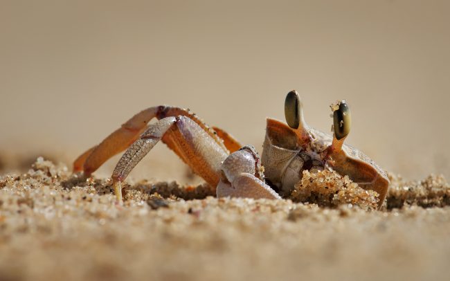 (Ocypode ryderi), Greater St. Lucia Wetland Park, Južná Afrika