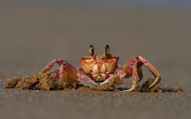 Pink Ghost Crab (Ocypode ryderi), Greater St. Lucia Wetland Park, South Africa