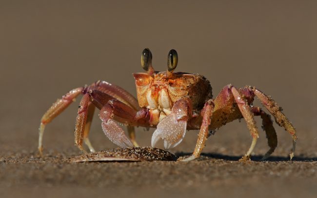 (Ocypode ryderi), Greater St. Lucia Wetland Park, Južná Afrika