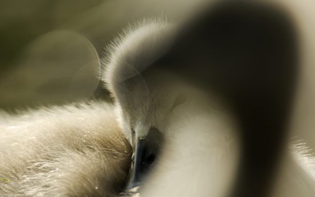 Labuť hrbozobá (Cygnus olor), Žitný ostrov