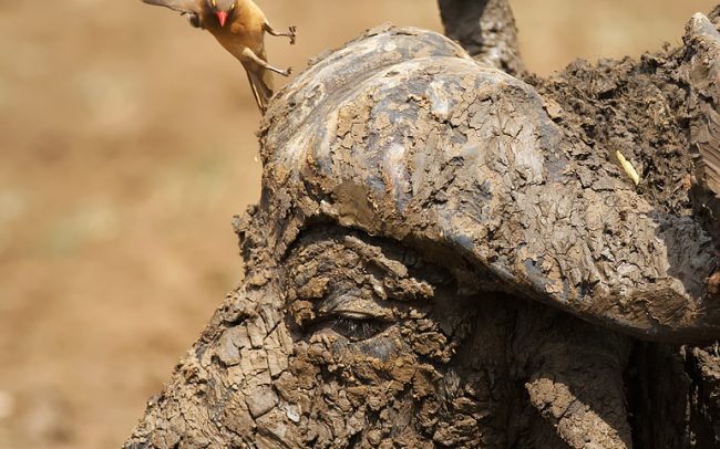 Red-billed Oxpecker (Buphagus erythrorhynchus), Hluhluwe-Imfolozi Park, South Africa