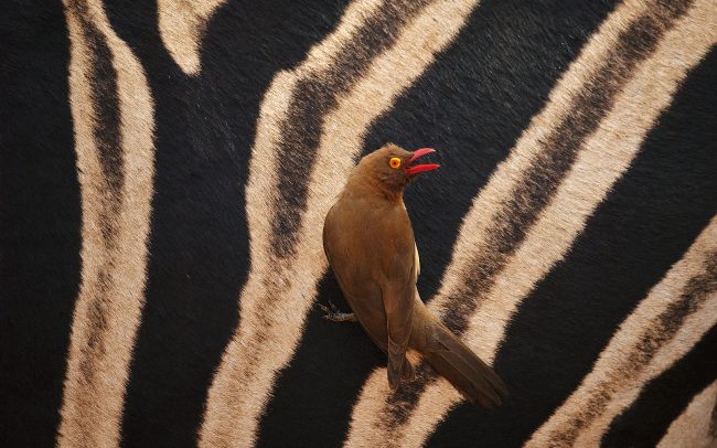 Red-billed Oxpecker (Buphagus erythrorhynchus), Hluhluwe-Imfolozi Park, South Africa