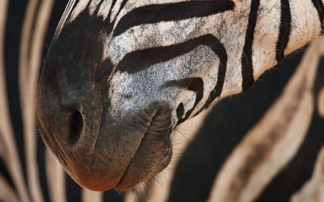 Alföldi zebra (Equus quagga), Hluhluwe-Imfolozi Park. Dél-Afrika