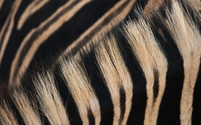 Zebra stepná (Equus quagga), Hluhluwe-Imfolozi Park, Južná Afrika