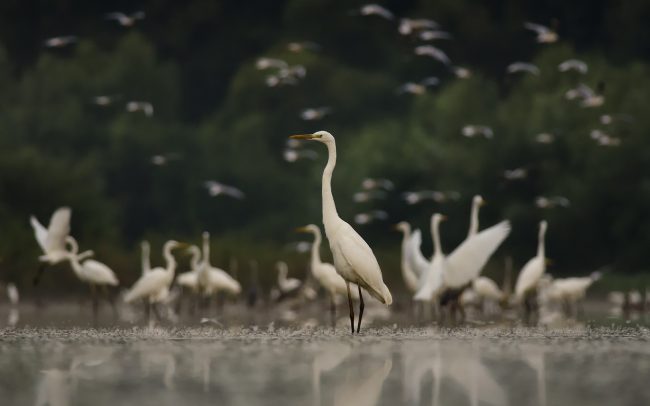Great Egret (Egretta alba), Danube Floodplains Protected Landscape Area, Great Rye Island, Slovakia