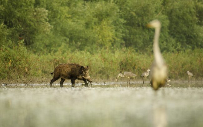 Wild Boar (Sus scrofa), Danube Floodplains Protected Landscape Area, Great Rye Island, Slovakia
