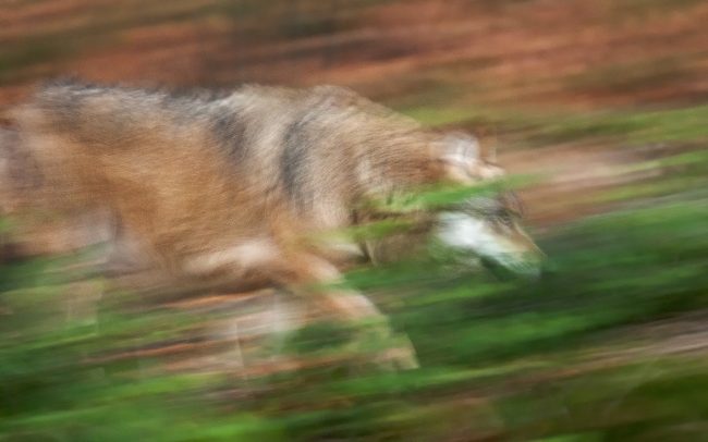Vlk dravý (Canis lupus), Národný park Bavorský les, Nemecko