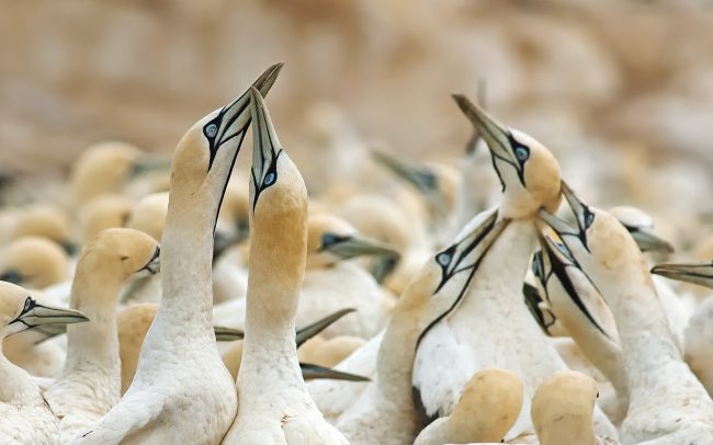 Sula tmavochvostá (Morus capensis), Prírodná rezervácia Bird Island, Južná Afrika