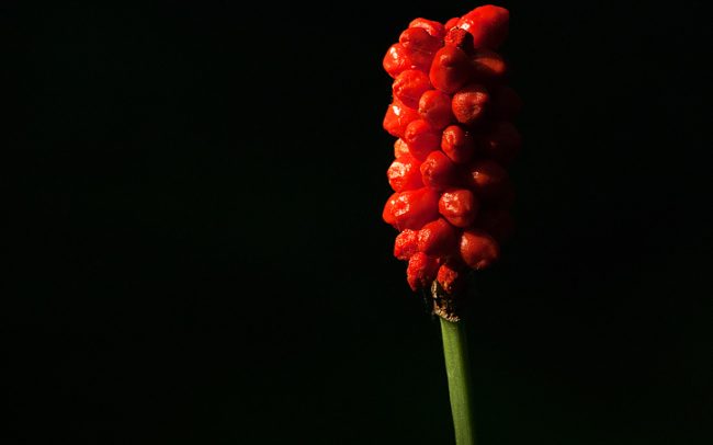Foltos kontyvirág (Arum maculatum), Csallóköz