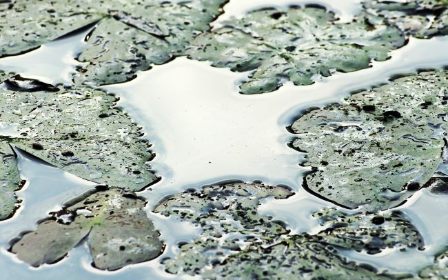 Lekno biele (Nymphaea alba), CHKO Dunajské luhy, Žitný ostrov