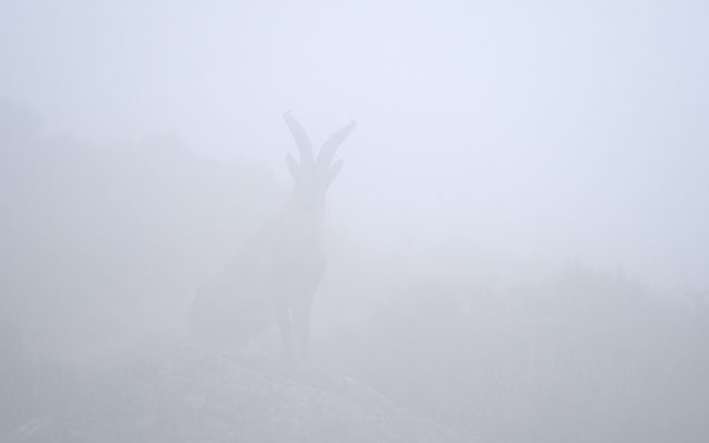 Kozorožec ibérijský (Capra pyrenaica victoriae), Sierra de Gredos, Španielsko
