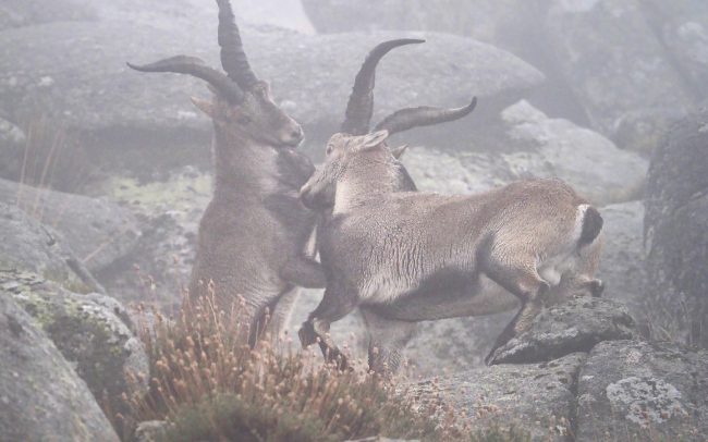 Iberian Ibex (Capra pyrenaica victoriae), Sierra de Gredos, Spain