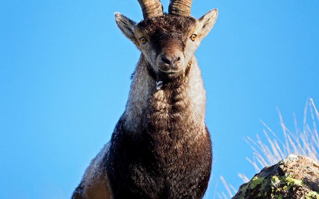Iberian Ibex (Capra pyrenaica victoriae), Sierra de Gredos, Spain