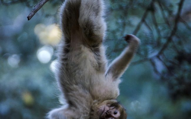 Barbary Macaque (Macaca sylvanus), Middle Atlas