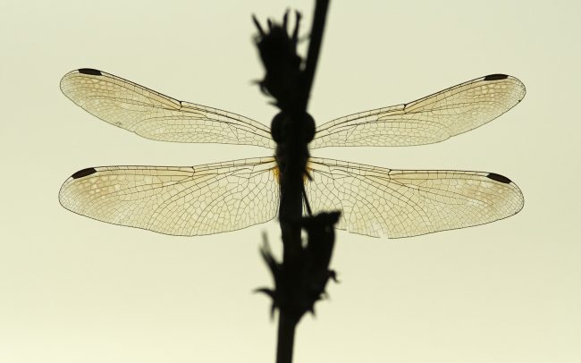 Sympetrum dragonflies (Sympetrum ssp.), Danube Floodplains Protected Landscape Area, Great Rye Island, Slovakia