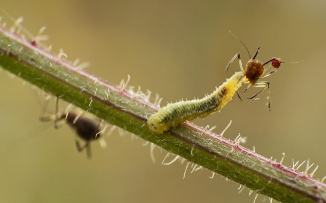 Carnivorous caterpillar with aphid, Great Rye Island, Slovakia