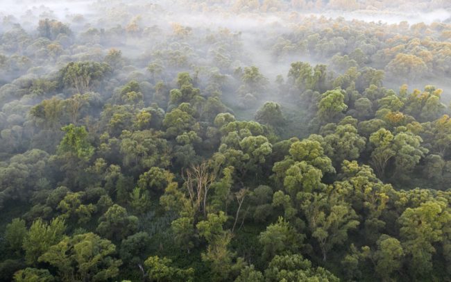 Az ártéri erdő. A folyó szülte és élteti. Ennek köszönhetően élőhelyek sokasága és dinamika jellemzi. No meg bámulatos fajgazdagság. Nemhiába tartják a trópusi esőerdők megfelelőjének. Nálunk már csak maradványai maradtak meg az egykori kiterjedésének. Dunamenti Ligeterdők Tájvédelmi körzet.