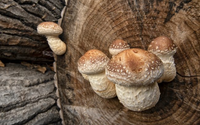 A group of scalycap mushroom (Hemipholiota populnea) on a burnt poplar trunk. Sometimes it can cover dead or live wood in clumps. It infects trees through broken branches and wounds. They consider it one of the most important pests of poplars. For such a parasite, the spread of which is benefited precisely by man by harvesting trees, as well as by the concentration of harvested trunks. Great Rye Island, Slovakia