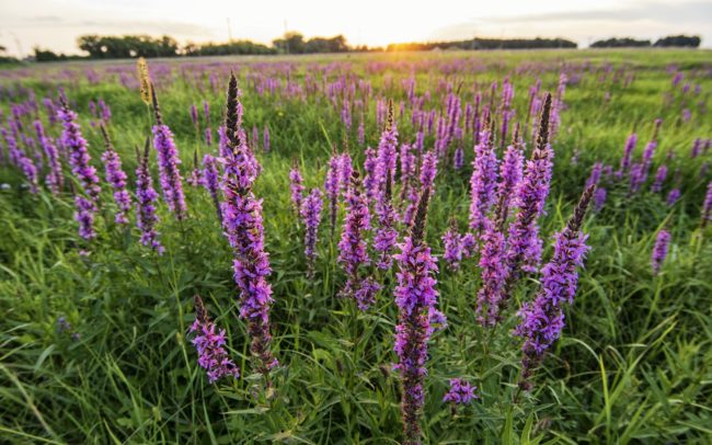 A meadow community, in which the purple loosestrife dominates in one of the depressions of the eastern part of the village of Vrakúň, which was left behind by a river that meandered here long ago. Great Rye Island, Slovakia