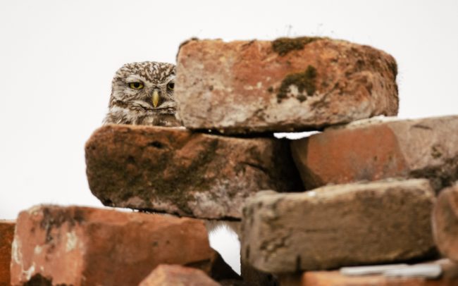 The little owl says thank you very much, he feels very comfortable with the abandoned, dilapidated farm buildings. With its completely inconspicuous shape and coloring, it fits perfectly into their environment.