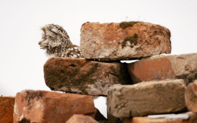 The little owl says thank you very much, he feels very comfortable with the abandoned, dilapidated farm buildings. With its completely inconspicuous shape and coloring, it fits perfectly into their environment.