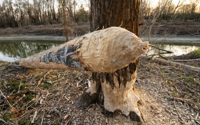 The beaver has successfully colonized almost the entire territory of its original range. Previously, it was almost exterminated in Europe, in our country at the end of the 19th century. The problem is that in the century-long time gap, until this rodent was present here, we have largely changed, reduced its original habitat. Now that it's back and expanded again, it means trouble. As, for example, in such a poplar monoculture, planted for economic profit. Danube Floodplains Protected Landscape Area, Great Rye Island, Slovakia.