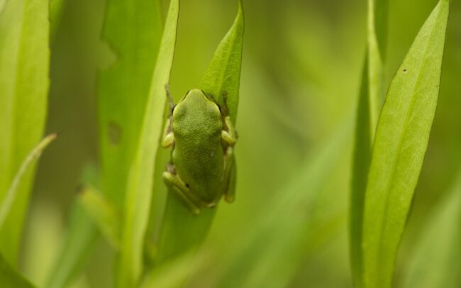 Hundreds or even thousands of european tree frogs have developed in the village of Sap, in a depression the size of a football field filled with water. It is a nice example of how the remains of former riverbeds can serve as miniature biodiversity hotspots even in the middle of a settlement. Its dominant plant is purple loosetrife, and its forest provides an ideal habitat for other species as well. Several species of bumblebees, bees, flies, hoverflies, dragonflies, and ladybugs stayed at the height of the plant's flowers. Lower down, its stems and leaves were occupied by tiny tree frogs, in exceptionally high density. A single plant species can provide excellent conditions for a multitude of animal species, which divide the space between them very nicely. And it is not bad to have such a wet habitat providing fresh microclimate in the middle of a village, during the drying climate.