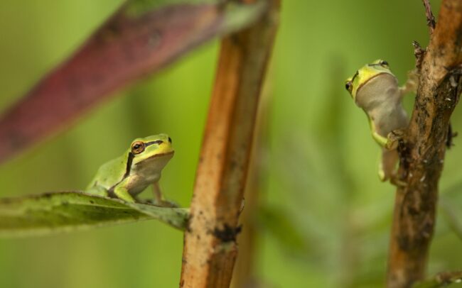 Hundreds or even thousands of european tree frogs have developed in the village of Sap, in a depression the size of a football field filled with water. It is a nice example of how the remains of former riverbeds can serve as miniature biodiversity hotspots even in the middle of a settlement. Its dominant plant is purple loosetrife, and its forest provides an ideal habitat for other species as well. Several species of bumblebees, bees, flies, hoverflies, dragonflies, and ladybugs stayed at the height of the plant's flowers. Lower down, its stems and leaves were occupied by tiny tree frogs, in exceptionally high density. A single plant species can provide excellent conditions for a multitude of animal species, which divide the space between them very nicely. And it is not bad to have such a wet habitat providing fresh microclimate in the middle of a village, during the drying climate.