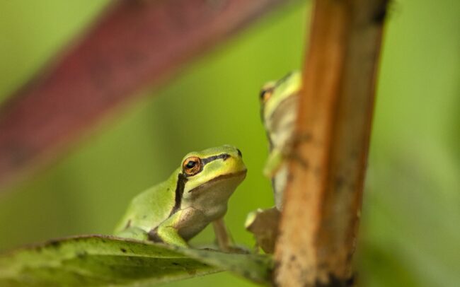 Hundreds or even thousands of european tree frogs have developed in the village of Sap, in a depression the size of a football field filled with water. It is a nice example of how the remains of former riverbeds can serve as miniature biodiversity hotspots even in the middle of a settlement. Its dominant plant is purple loosetrife, and its forest provides an ideal habitat for other species as well. Several species of bumblebees, bees, flies, hoverflies, dragonflies, and ladybugs stayed at the height of the plant's flowers. Lower down, its stems and leaves were occupied by tiny tree frogs, in exceptionally high density. A single plant species can provide excellent conditions for a multitude of animal species, which divide the space between them very nicely. And it is not bad to have such a wet habitat providing fresh microclimate in the middle of a village, during the drying climate.
