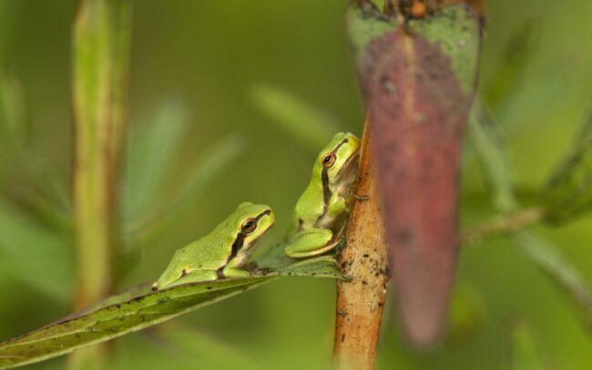 Hundreds or even thousands of european tree frogs have developed in the village of Sap, in a depression the size of a football field filled with water. It is a nice example of how the remains of former riverbeds can serve as miniature biodiversity hotspots even in the middle of a settlement. Its dominant plant is purple loosetrife, and its forest provides an ideal habitat for other species as well. Several species of bumblebees, bees, flies, hoverflies, dragonflies, and ladybugs stayed at the height of the plant's flowers. Lower down, its stems and leaves were occupied by tiny tree frogs, in exceptionally high density. A single plant species can provide excellent conditions for a multitude of animal species, which divide the space between them very nicely. And it is not bad to have such a wet habitat providing fresh microclimate in the middle of a village, during the drying climate.