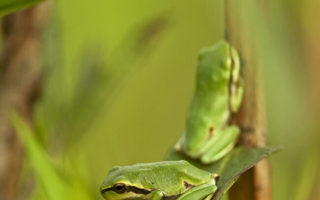 Hundreds or even thousands of european tree frogs have developed in the village of Sap, in a depression the size of a football field filled with water. It is a nice example of how the remains of former riverbeds can serve as miniature biodiversity hotspots even in the middle of a settlement. Its dominant plant is purple loosetrife, and its forest provides an ideal habitat for other species as well. Several species of bumblebees, bees, flies, hoverflies, dragonflies, and ladybugs stayed at the height of the plant's flowers. Lower down, its stems and leaves were occupied by tiny tree frogs, in exceptionally high density. A single plant species can provide excellent conditions for a multitude of animal species, which divide the space between them very nicely. And it is not bad to have such a wet habitat providing fresh microclimate in the middle of a village, during the drying climate.